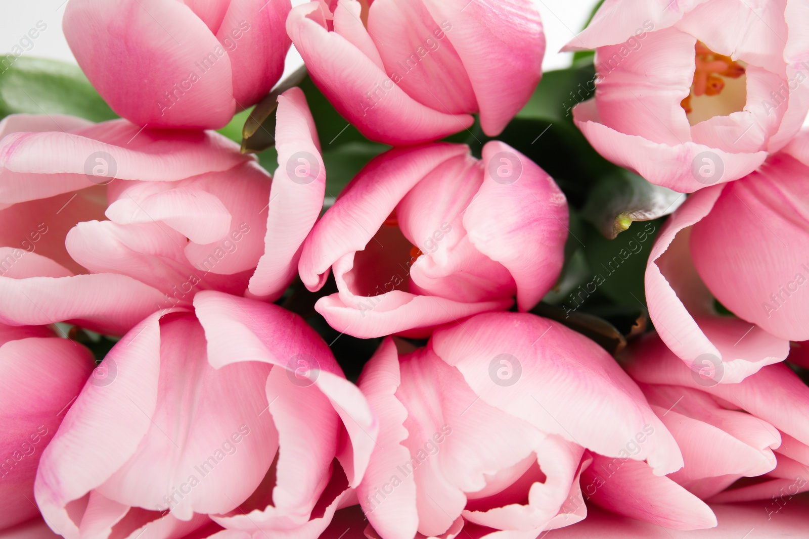 Photo of Closeup view of beautiful pink spring tulips