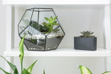 Photo of Different home plants on shelf near light wall