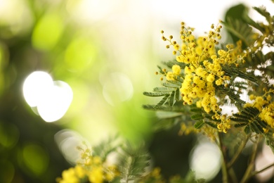 Photo of Beautiful mimosa plant on blurred background, closeup. Space for text
