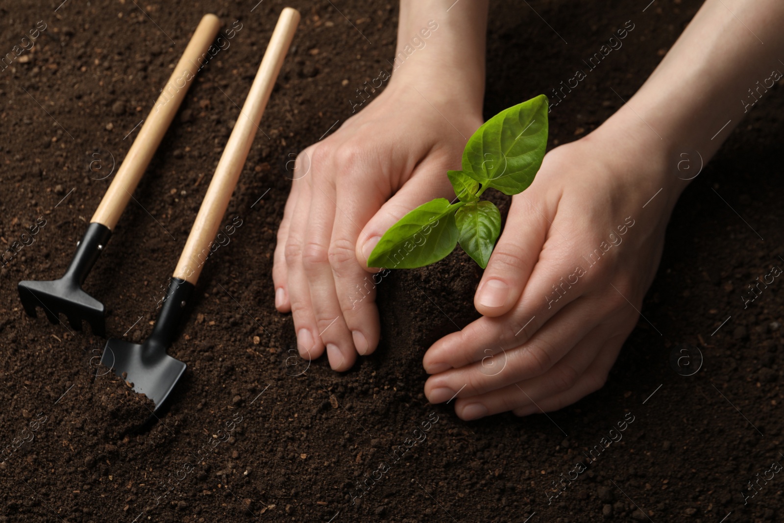 Photo of Woman planting young seedling into soil, closeup. Gardening time