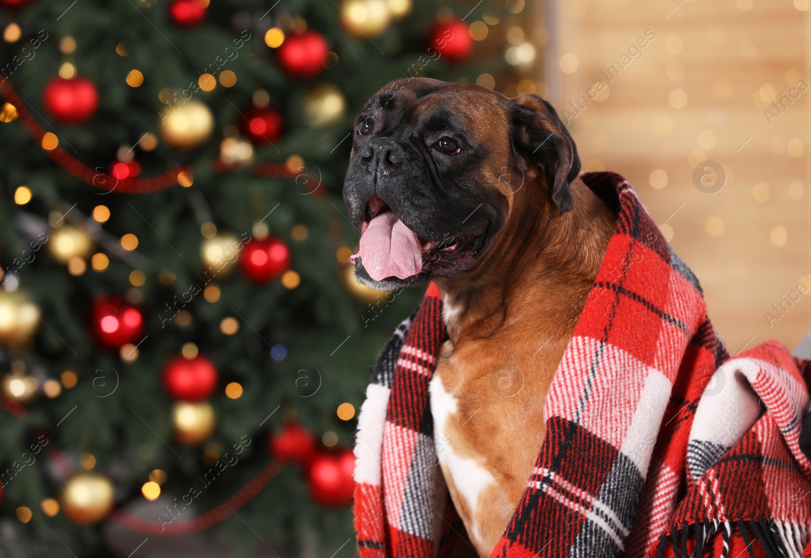 Photo of Cute dog covered with plaid in room decorated for Christmas