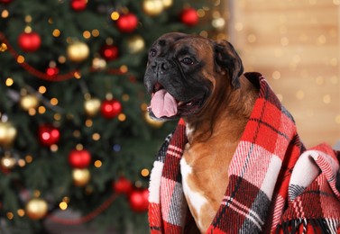 Photo of Cute dog covered with plaid in room decorated for Christmas