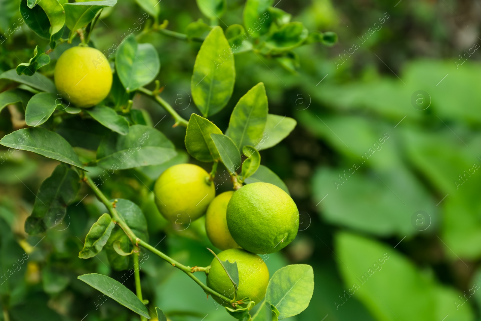 Photo of Ripe limes growing on tree branch in garden, closeup. Space for text