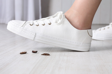 Photo of Woman crushing cockroaches with feet, closeup. Pest control
