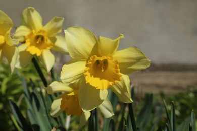 Photo of Beautiful yellow daffodils growing outdoors on spring day