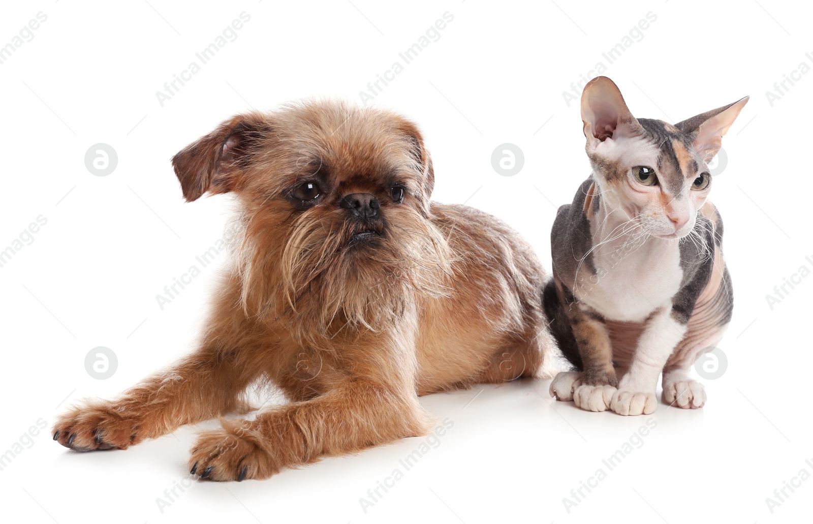 Photo of Adorable dog and cat together on white background. Friends forever