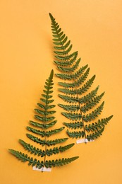 Photo of Wild pressed dried fern leaves on orange background. Beautiful herbarium