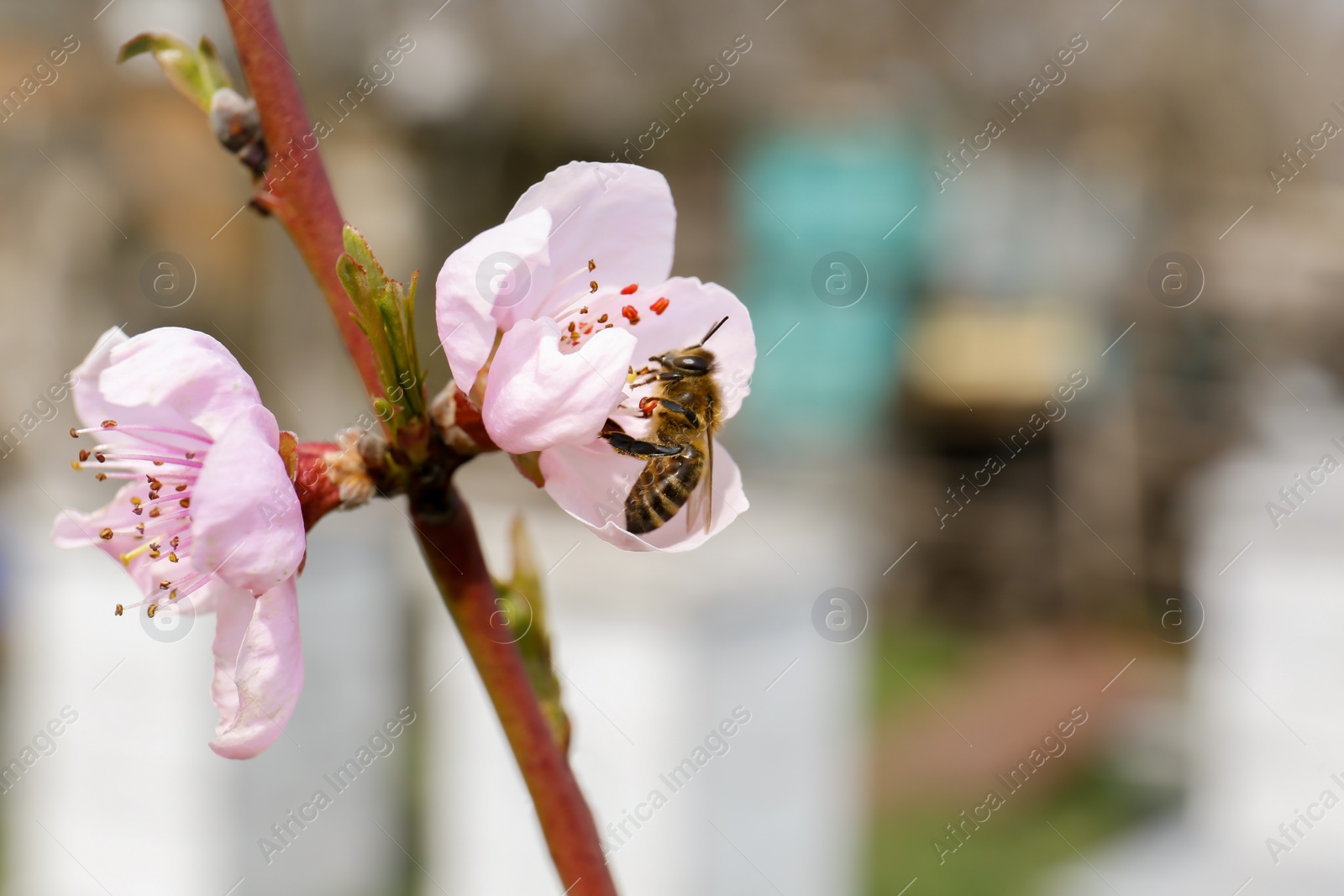Photo of Bee on branch of beautiful blossoming peach tree outdoors, closeup. Spring season