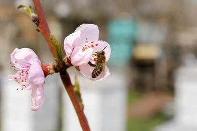 Photo of Bee on branch of beautiful blossoming peach tree outdoors, closeup. Spring season