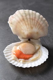Photo of Fresh raw scallop with shell on grey table, closeup