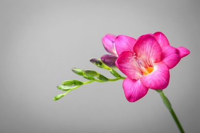 Beautiful freesia flower on grey background