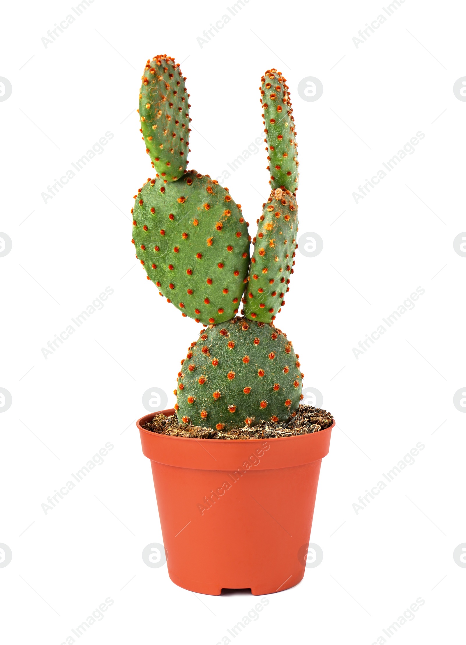 Photo of Beautiful green Opuntia cactus in pot on white background