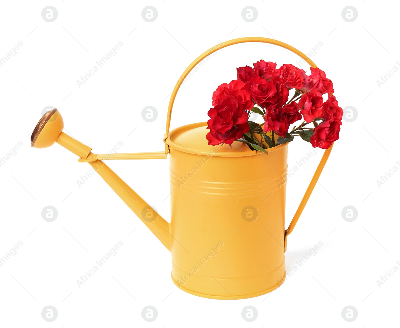 Photo of Beautiful roses in watering can isolated on white