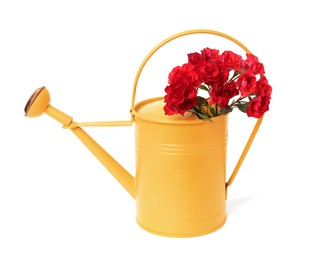 Photo of Beautiful roses in watering can isolated on white