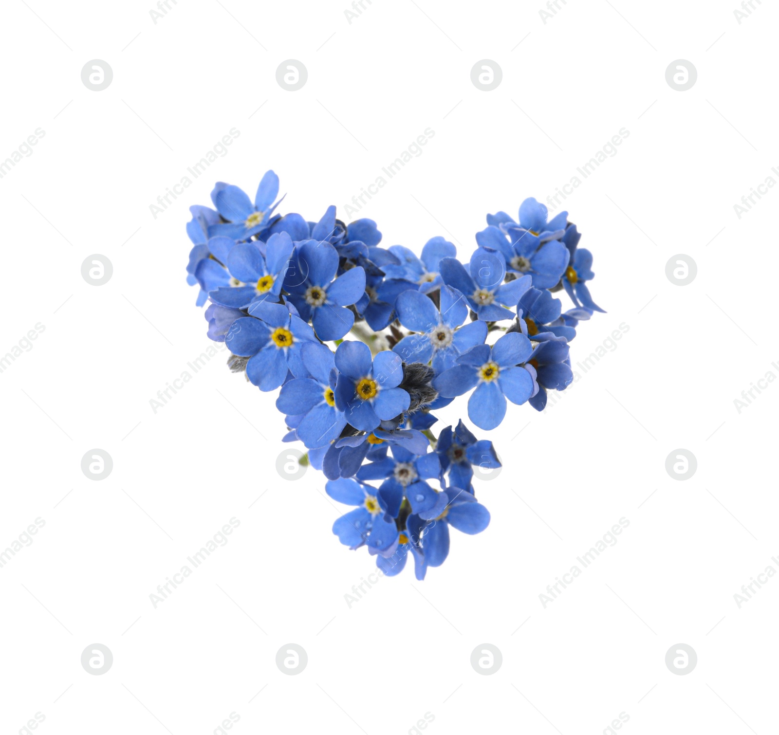 Photo of Heart made with blue Forget-me-not flowers isolated on white