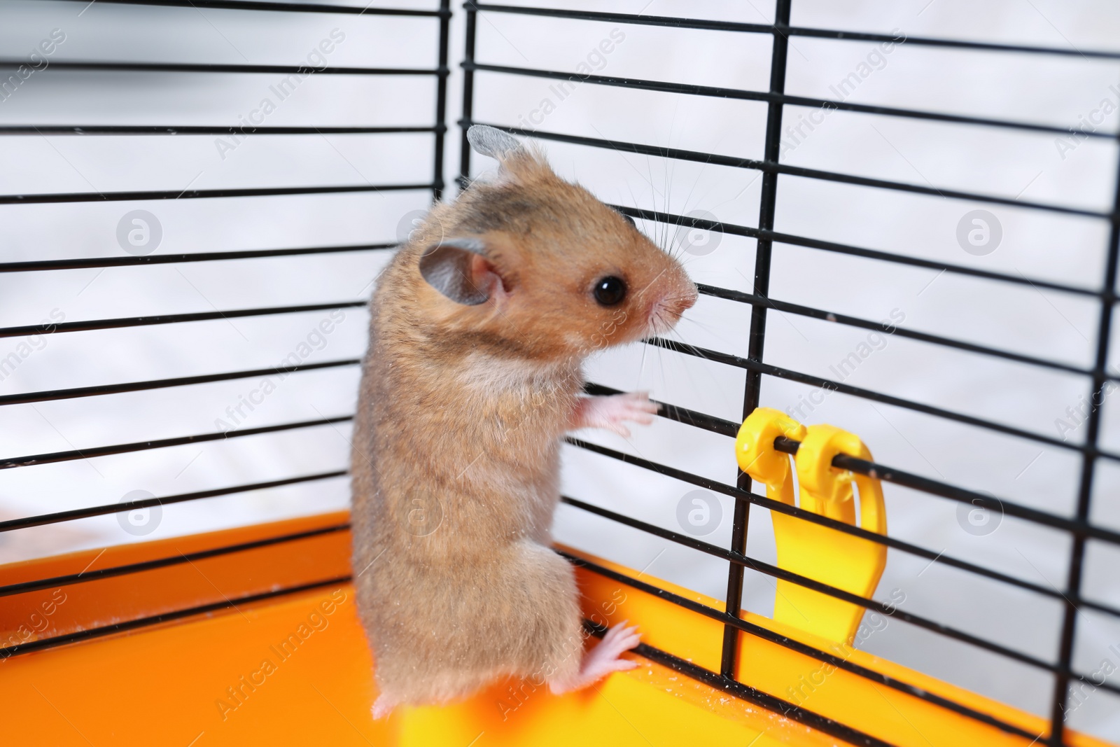 Photo of Cute little fluffy hamster climbing in cage