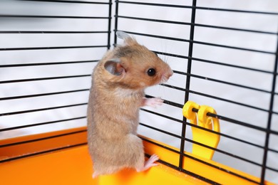 Cute little fluffy hamster climbing in cage