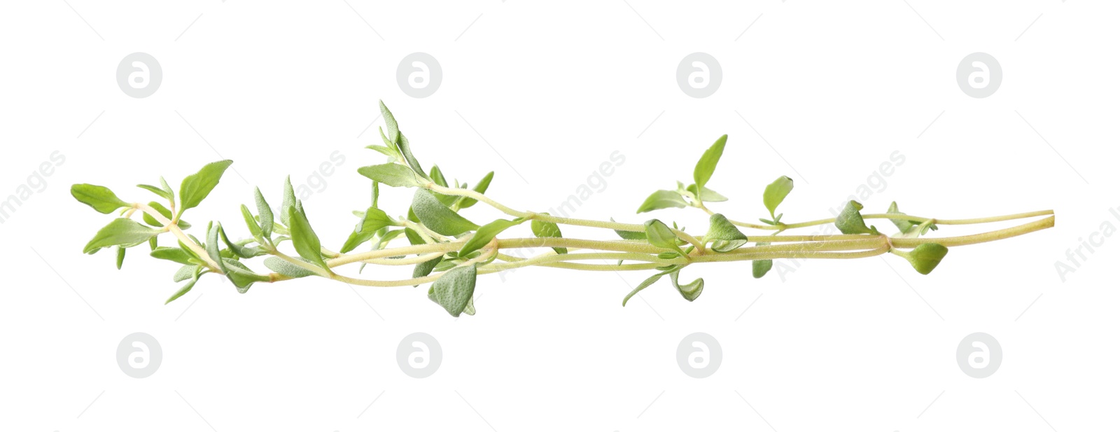 Photo of Aromatic fresh green thyme isolated on white