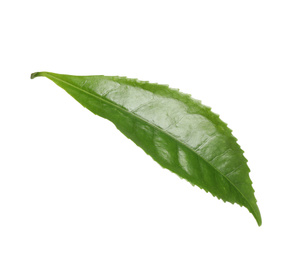 Photo of Green leaf of tea plant isolated on white