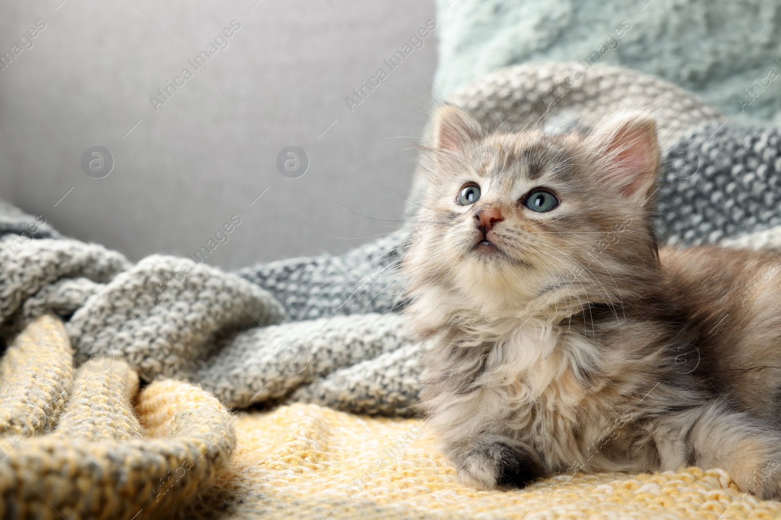 Photo of Cute kitten on knitted blanket. Baby animal