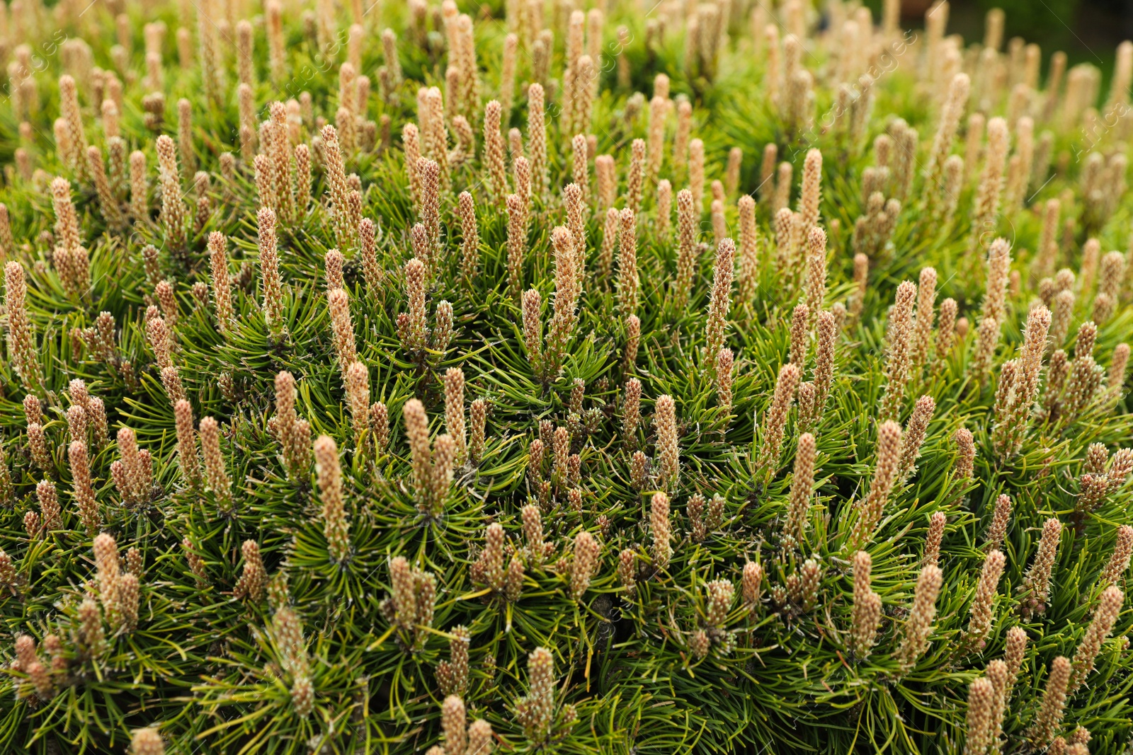 Photo of Pine shrub with blossoms outdoors on spring day, closeup