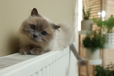 Photo of Cute Birman cat on radiator at home