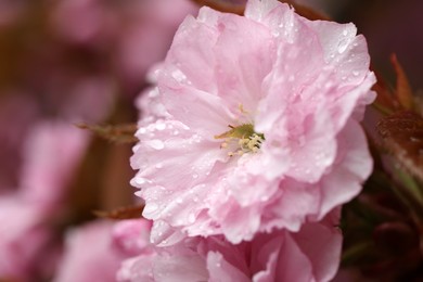 Photo of Beautiful sakura flowers with water drops on blurred background, closeup