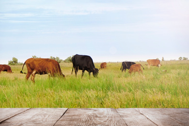 Image of Empty wooden table and cows grazing in field on background. Animal husbandry concept 