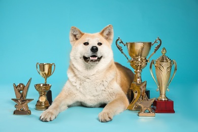 Adorable Akita Inu dog with champion trophies on light blue background