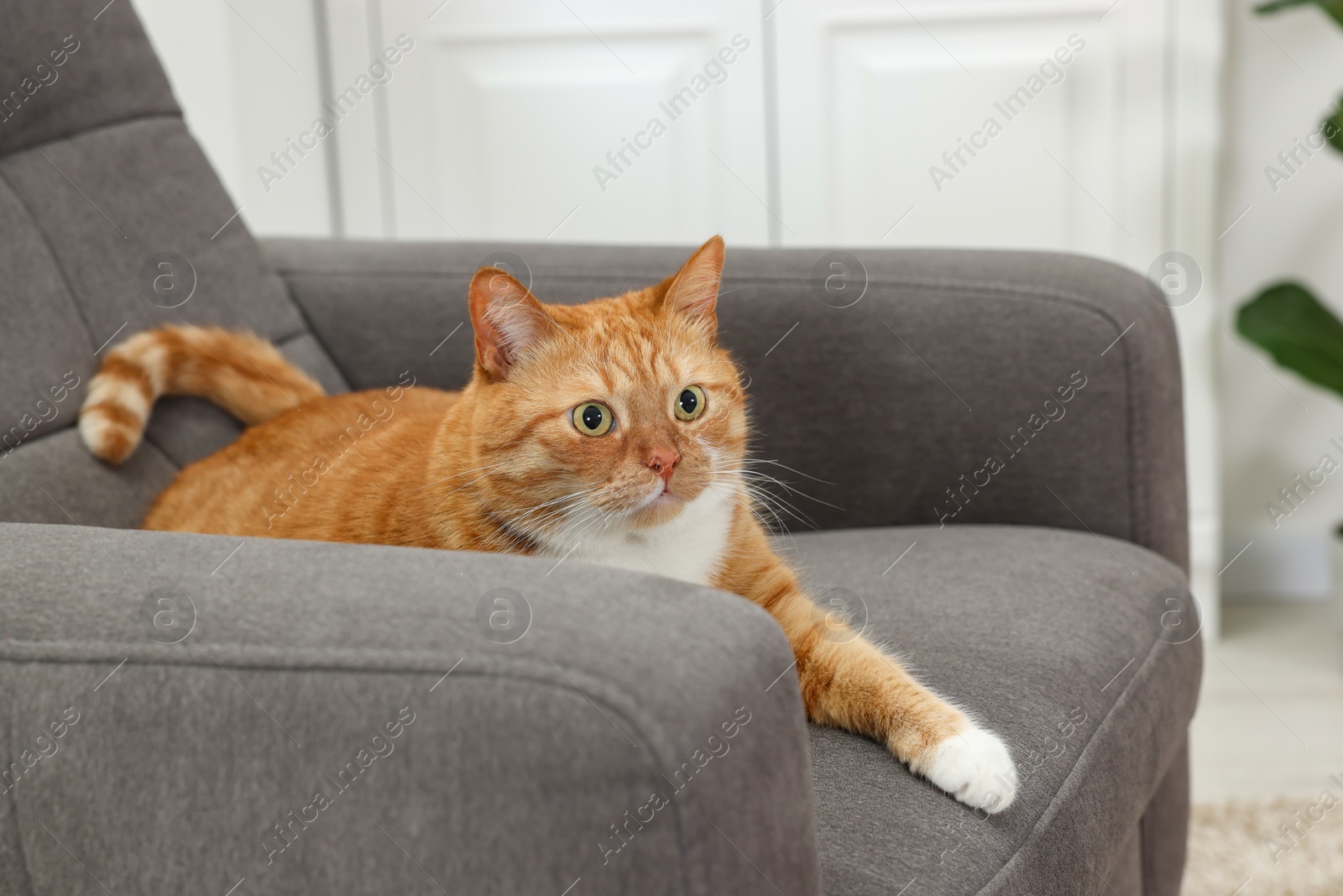 Photo of Cute ginger cat lying on armchair at home