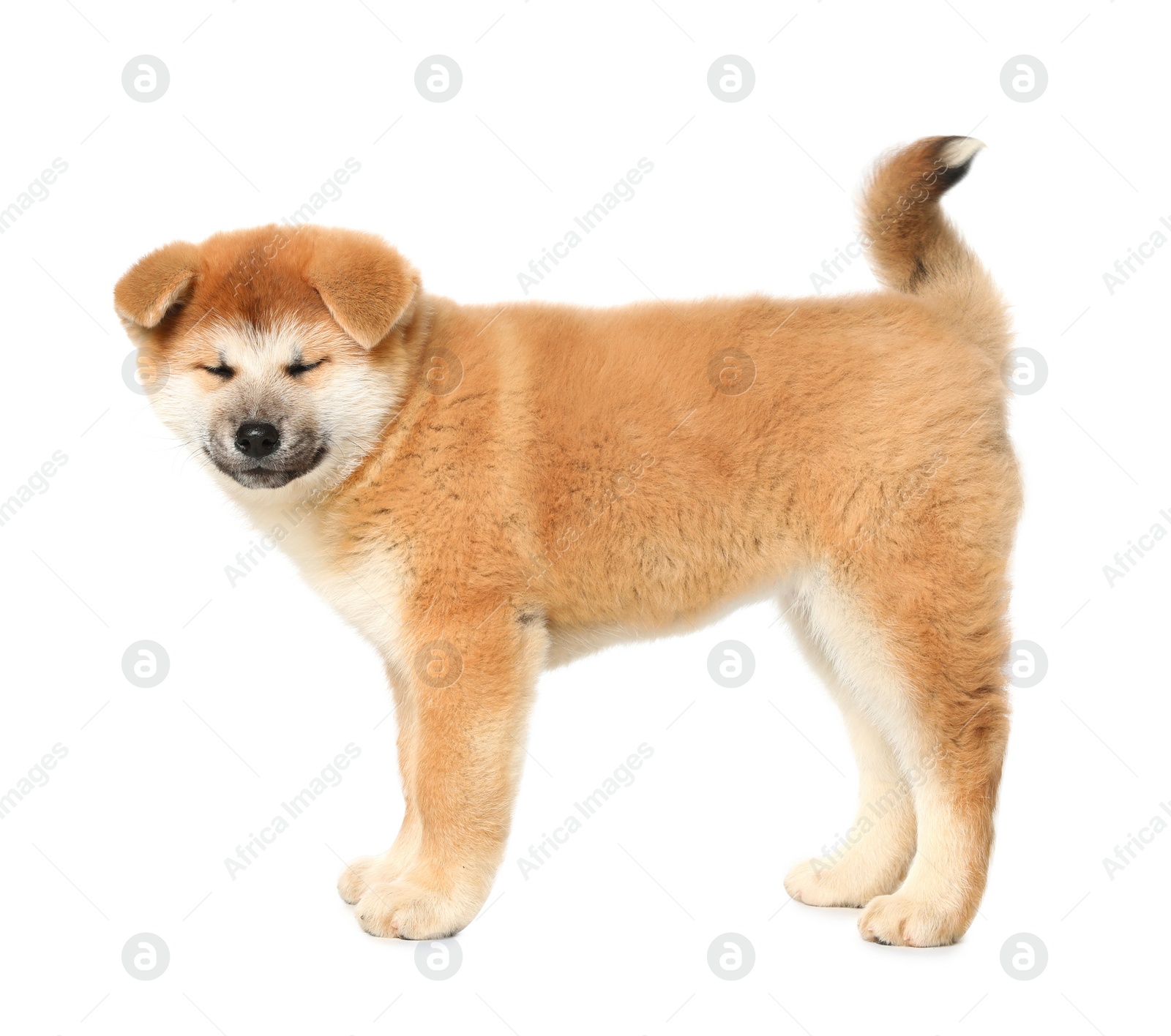 Photo of Cute Akita Inu puppy on white background. Baby animal