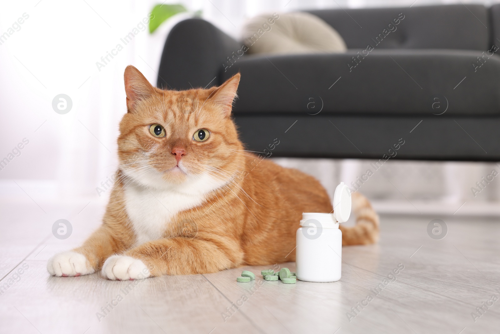 Photo of Cute ginger cat and vitamin pills indoors