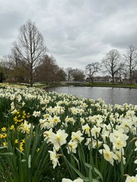 Beautiful view of daffodil flowers growing near river outdoors