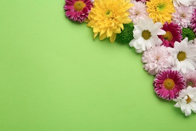 Photo of Beautiful chrysanthemum flowers on green background, flat lay. Space for text