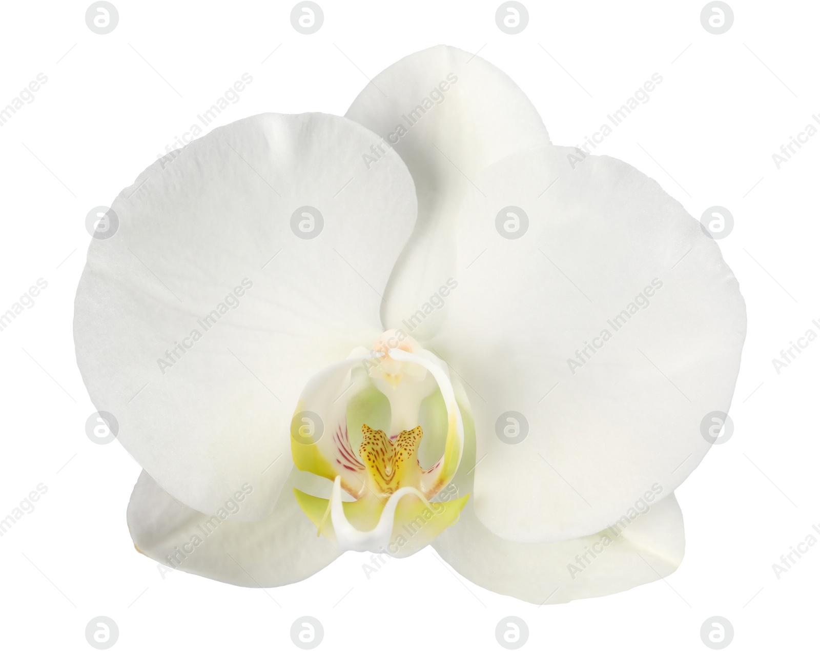 Photo of One beautiful orchid flower isolated on white