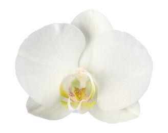 Photo of One beautiful orchid flower isolated on white