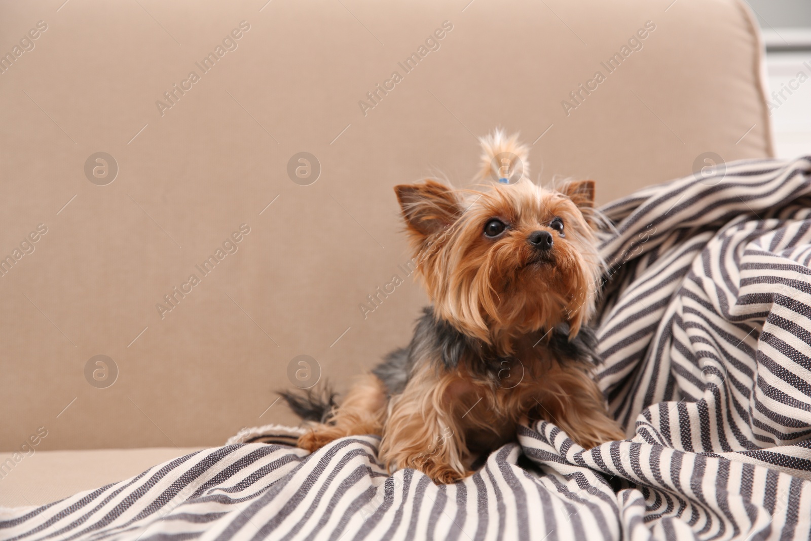 Photo of Yorkshire terrier on sofa indoors, space for text. Happy dog