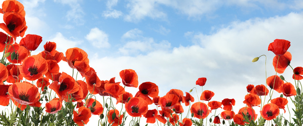 Image of Beautiful red poppy flowers under blue sky with clouds, banner design