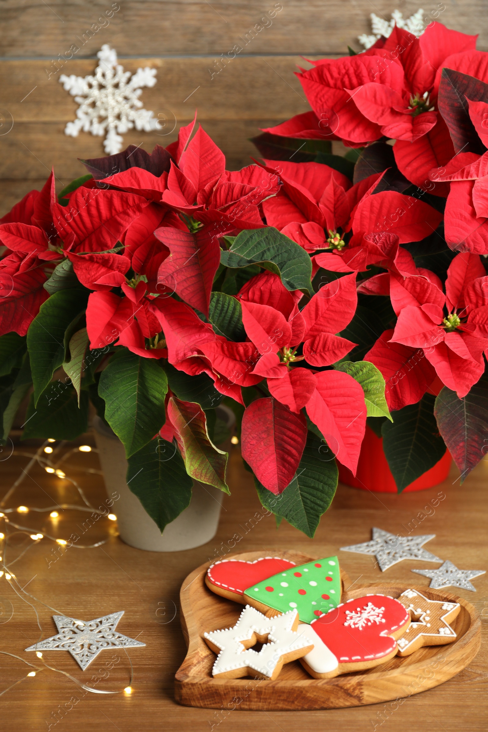 Photo of Poinsettia (traditional Christmas flower), cookies and string lights on wooden table