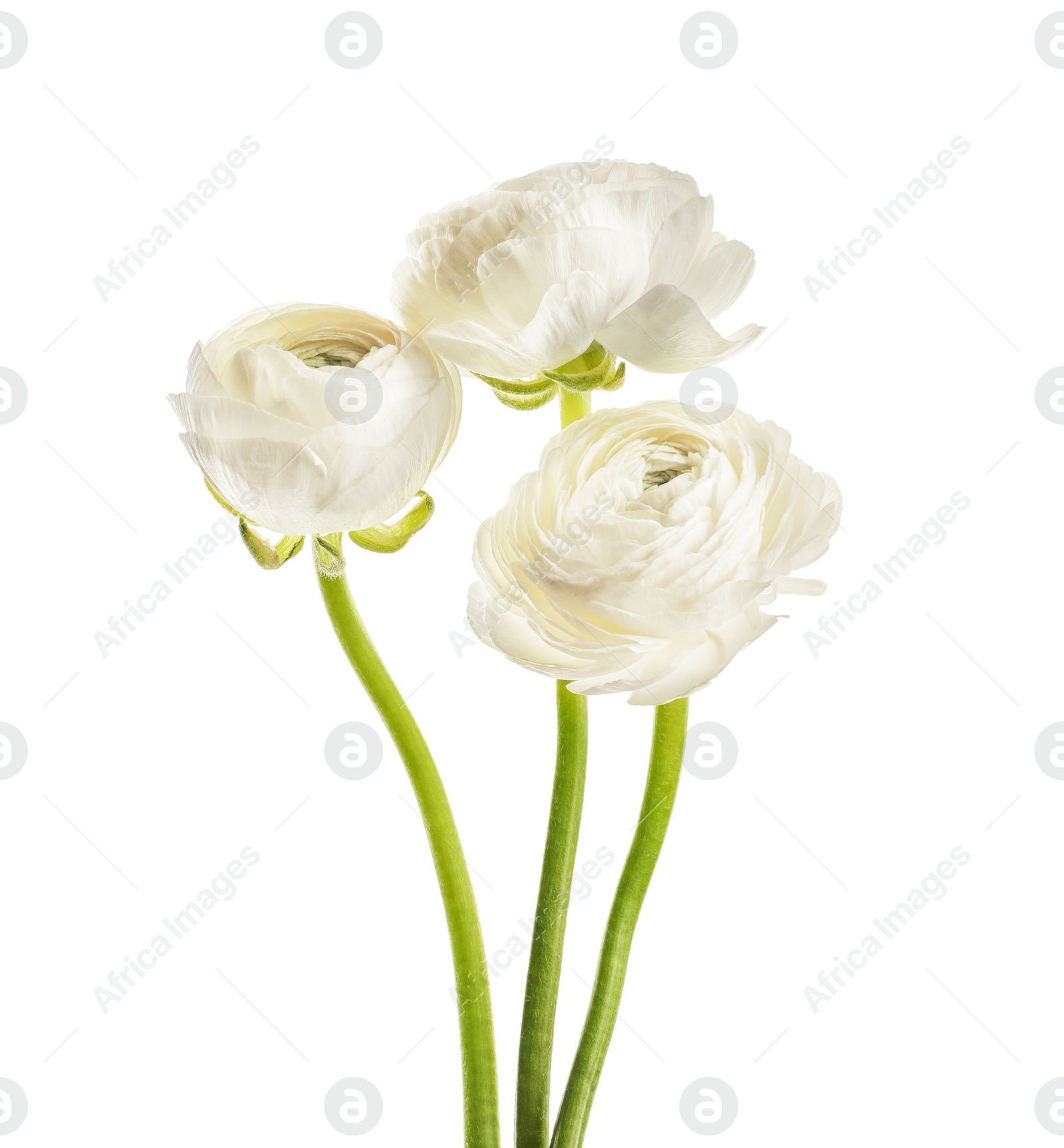 Photo of Beautiful ranunculus flowers on white background