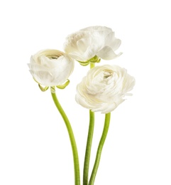 Beautiful ranunculus flowers on white background