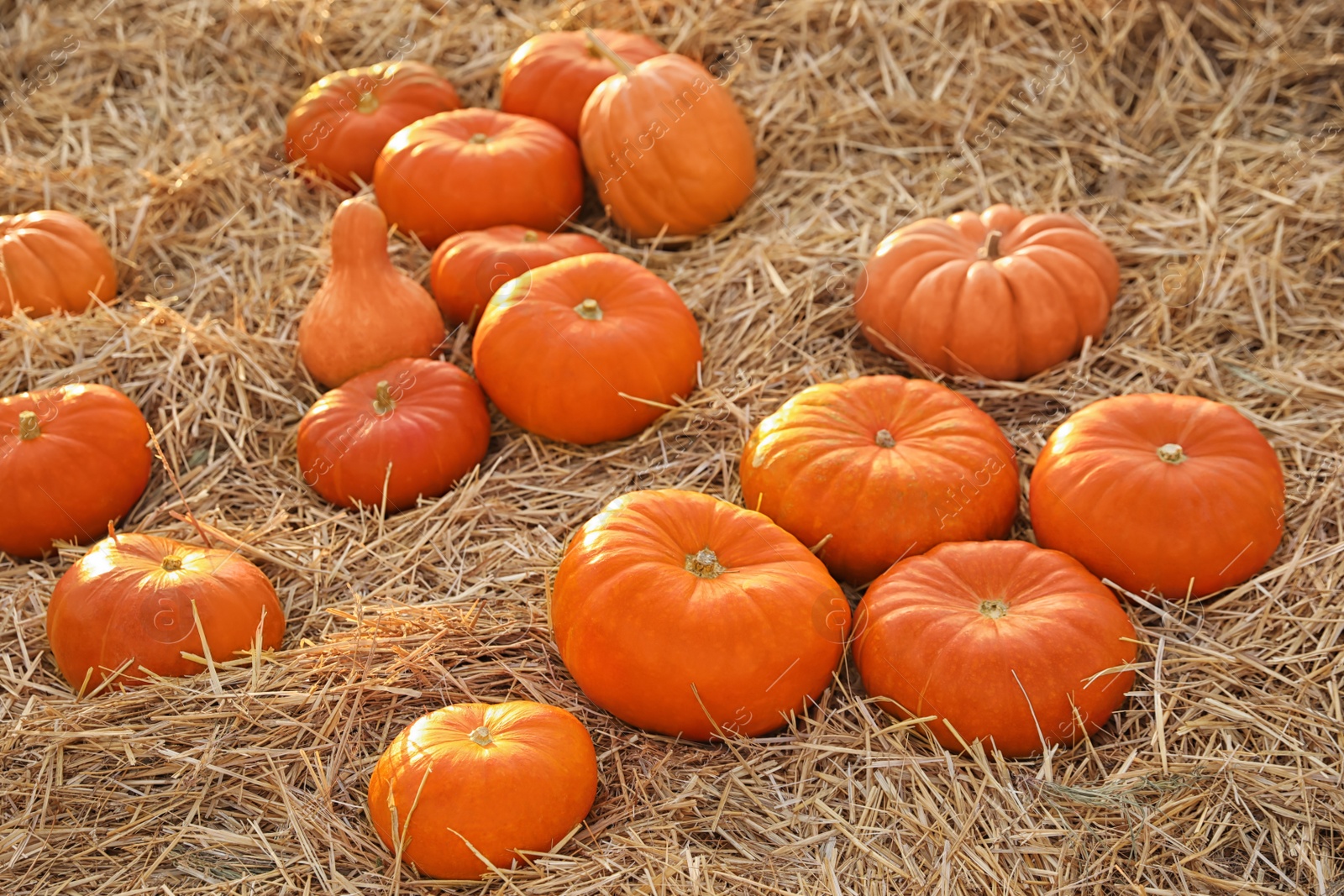 Photo of Ripe orange pumpkins among straw in field