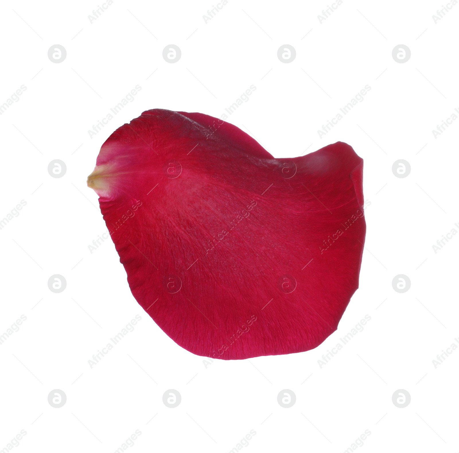 Photo of Red rose flower petal on white background