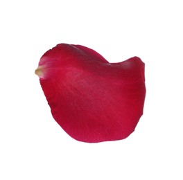 Photo of Red rose flower petal on white background