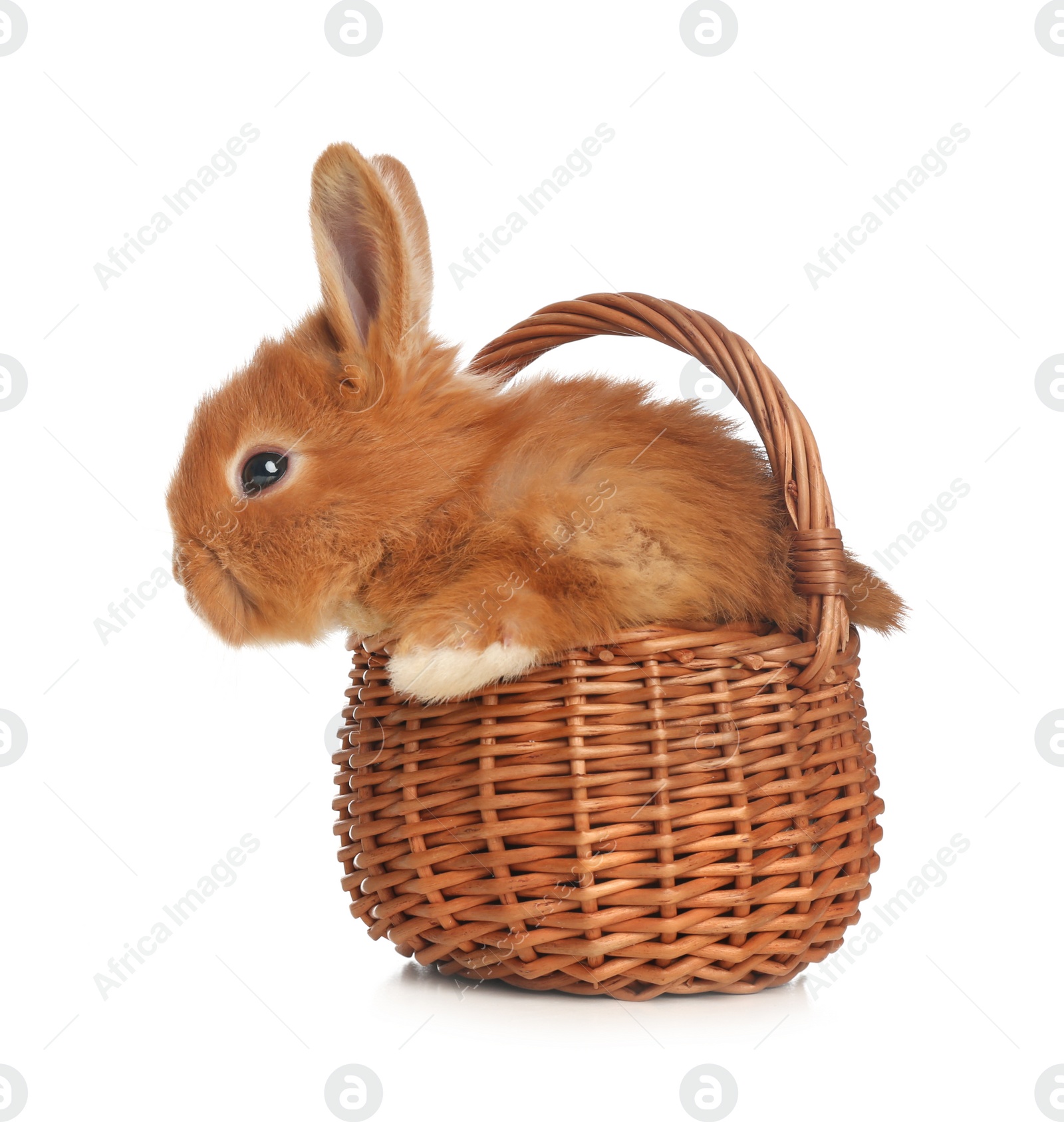 Photo of Adorable fluffy bunny in wicker basket isolated on white. Easter symbol