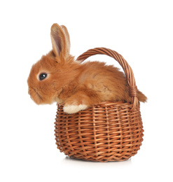 Photo of Adorable fluffy bunny in wicker basket isolated on white. Easter symbol