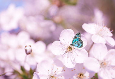 Beautiful butterfly on blossoming cherry tree outdoors