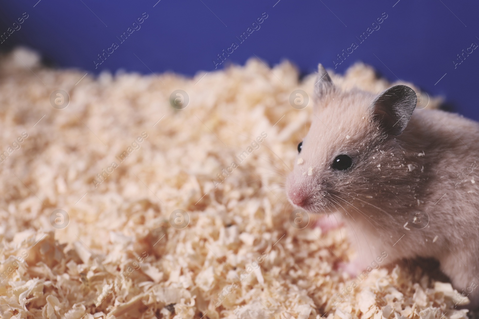 Photo of Cute little fluffy hamster in cage. Space for text