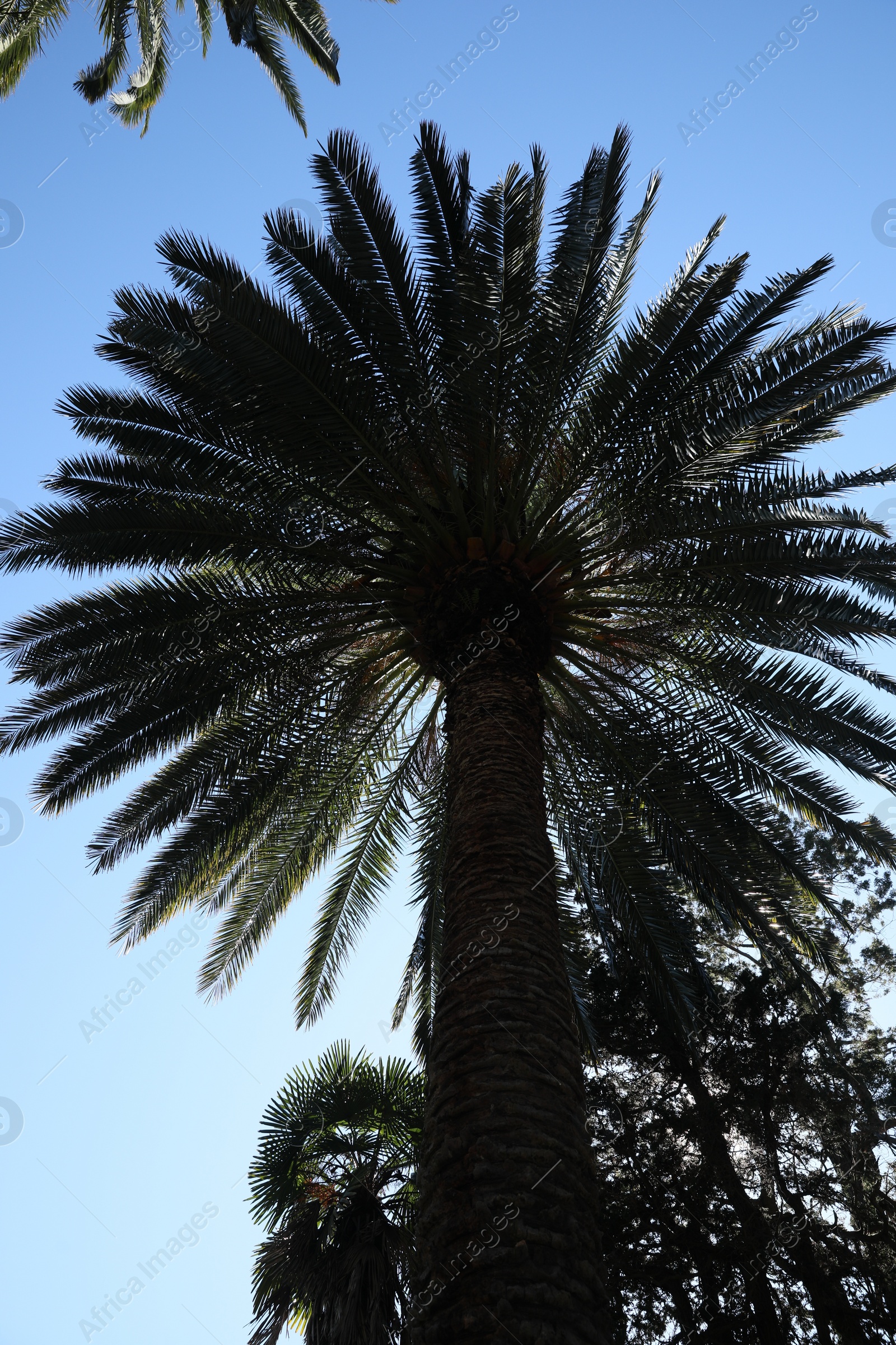 Photo of Beautiful palm trees against blue sky, low angle view