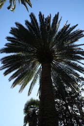 Beautiful palm trees against blue sky, low angle view